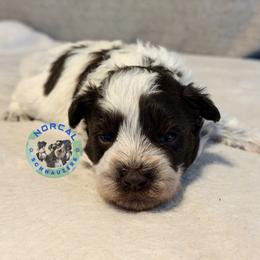 Ranger - Parti male Miniature Schnauzer puppy in Magalia, California from NorCal Schnauzers