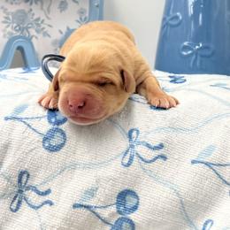 Light Blue - Yellow male Labrador Retriever puppy in Heath Springs, South Carolina from Rich Hill Retrievers