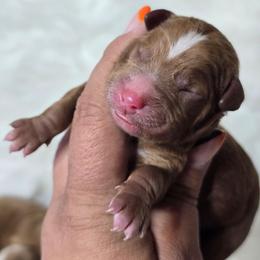 Boy 2 - Red  male Goldendoodle puppy in Austin, Texas from Austin Doodles & Poodles