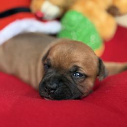 Ifrit - Fawn and white male Staffordshire Bull Terrier puppy in Houston, Texas from Breaking Bad Staffords