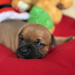 Ifrit - Fawn and white male Staffordshire Bull Terrier puppy in Houston, Texas from Breaking Bad Staffords