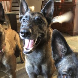 Belgian Malinois Puppies from John Redlinger