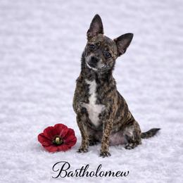 CKC Temperament Health Tested Bartholomew ENS, ESI - Fawn brindled black male Chihuahua puppy in Scottdale, Pennsylvania from Itty Bitty Boston & Chi Co, Veteran Owned