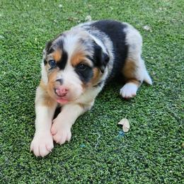 Fawn - Blue merle male Border Collie puppy in Morgan, Texas from Shooting Star Ranch