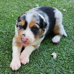 Fawn - Blue merle male Border Collie puppy in Morgan, Texas from Shooting Star Ranch