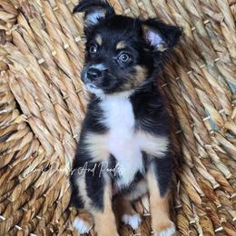 Firefly - Black tri female Miniature Australian Shepherd puppy in Cleveland, Georgia from Jam's Doodles And Poodles