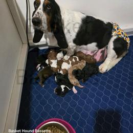 Prince - Black white and brown male Basset Hound puppy in Big Rapids, Michigan from Basket Hound Bassets