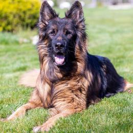 German Shepherds from Black Forest German Shepherds