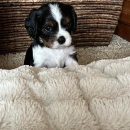 Cavalier King Charles Spaniel Puppies from Pam's Cavalier King Charles Spaniels
