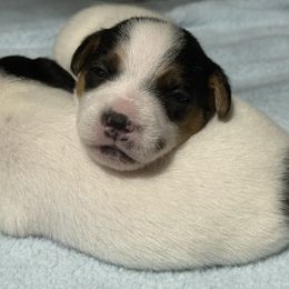 Girl 5 - Tri-color female Jack Russell Terrier puppy in Yakima County, Washington from Saddle Rock Kennels