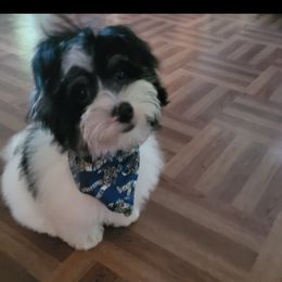 Havanese, Havapoo, Maltipoo, Miniature Schnauzer, Poodle, and Schnoodle All Grown Up from Mashburns Little Munchkins