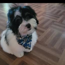 Havanese, Havapoo, Maltipoo, Miniature Schnauzer, Poodle, and Schnoodle All Grown Up from Mashburns Little Munchkins