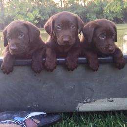 Labrador Retriever Puppies from Andy Lafleur