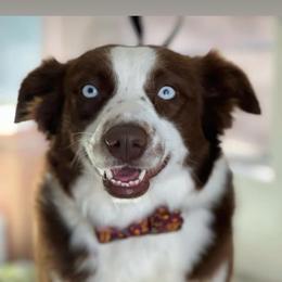 Bristol - Red & white female Miniature Australian Shepherd puppy in Norco, California from River Springs Aussies