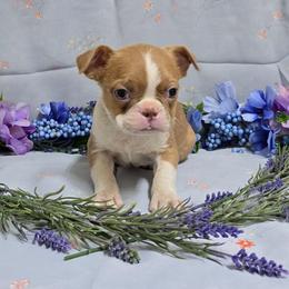 Lilac Boy - Lilac male Boston Terrier puppy in Corsicana, Texas from JT Bostons