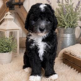 Eric - Black and white male Sheepadoodle puppy in Wharton, Texas from Little Fur Friends