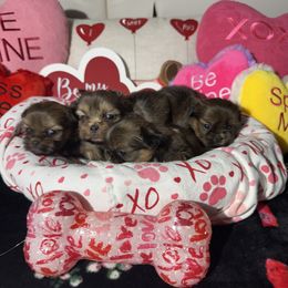 Shih Tzu Puppies from Angela Driver's Shih Tzu