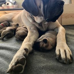 Mastiff Puppies from Parbury Place Mastiffs