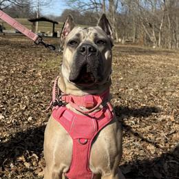 Cane Corso, French Bulldogs, and Olde English Bulldogges from Mastiff Family