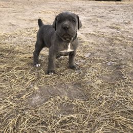 Cane Corso and Lowchen Puppies from High Royal Kennel