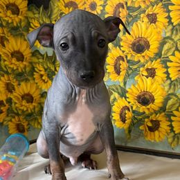 Grampy - Black male American Hairless Terrier puppy in Buckingham, Illinois from Gaus Hof