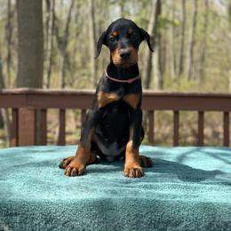 Black girl - Pink collar - Black and rust female Doberman Pinscher puppy in Old Bridge, New Jersey from Wizard Ost Revolution kennel