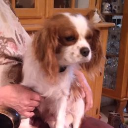 Dory - Cavalier King Charles Spaniel