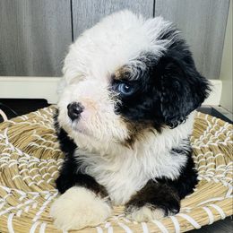 Teddy - Tri-color male Bernedoodle puppy in Saint Francis, Kansas from Land of Oz Doodles