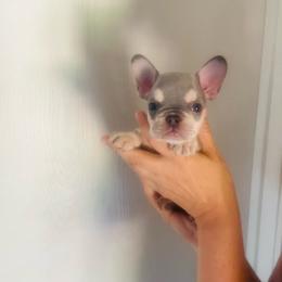 Doc - Blue fawn male French Bulldog puppy in Rathdrum, Idaho from Smart Pomskies and Frenchies
