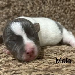Lee - Tri-color male Jack Russell Terrier puppy in Copperhill, Tennessee from Tuff Country Farm