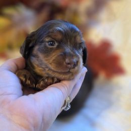 Franki - Chocolate and tan female Dachshund puppy in Woodburn, Iowa from Rolling S Ranch Doxies