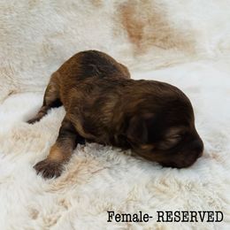 Aussiedoodle and Australian Shepherd Puppies from Homestead Aussies & Doodles