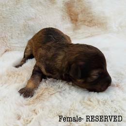 Aussiedoodle and Australian Shepherd Puppies from Homestead Aussies & Doodles