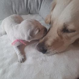 Golden Retriever Puppies from Mountain Sky Goldens