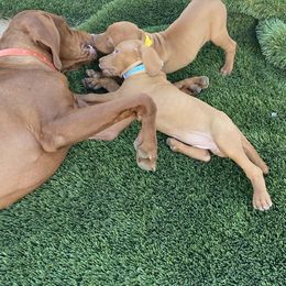 Vizsla Puppies from Waterfall Ranch Hungarian Vizslas