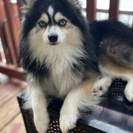 Zazu - Pomsky