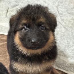 Glinda - Black and red female German Shepherd puppy in Lakeland, Florida from Fur Love And Puppies