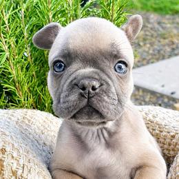 Brown Collar - Blue fawn male French Bulldog puppy in Caldwell, Idaho from Idaho French Bulldogs