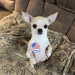 Oops - Chihuahua