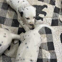 Boy 3 Tippy - Dalmatian puppy from Dewey’s Dals