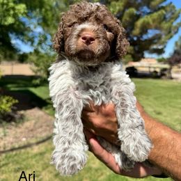 Lagotto Romagnolo Puppies from Lagotti di Mesilla