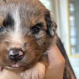 Australian Shepherds and Border Collies from Saturn’s Rising Collies & Aussies