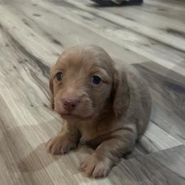 Milo - Fawn (Isabella) male Dachshund puppy in Laurel, Mississippi from BB's Dotsies