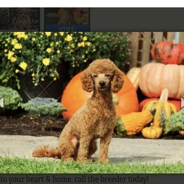 Finley - Poodle