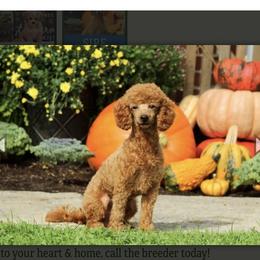 Finley - Poodle