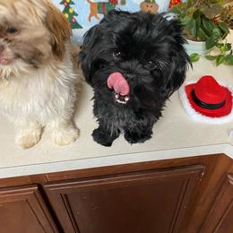 Cavalier King Charles Spaniel puppies from Dandelions and Kings