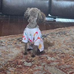 Winston. AKC - Brown male Poodle puppy in Nixa, Missouri from Family Poodles