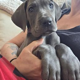 Nancy - Blue female Great Dane puppy in Alto, Michigan from DeVine Danes