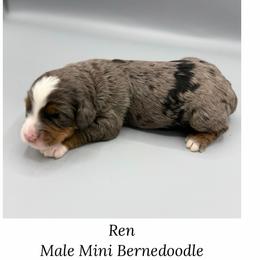 Ten - Blue merle male Bernedoodle puppy in Royse City, Texas from Platinum Bernedoodles of Texas