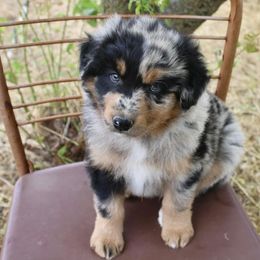 Australian Shepherd Puppies from Hillside Aussies